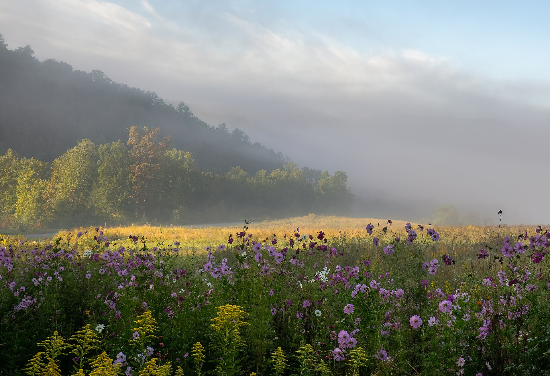Meadow in the Smoky Mountains (41665h)