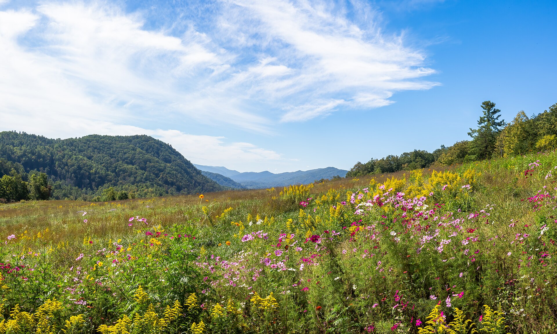 Meadow in the Smoky Mountains (41923p)