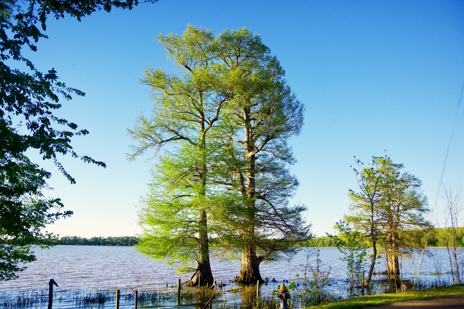 Samburg-Reelfoot-Lake-tn2